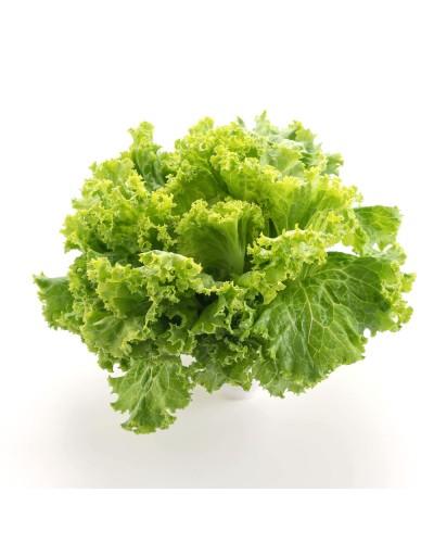Feuilles de Laitue à couper Frisée d’Australie